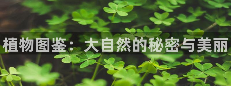 午夜精品久久久影院av